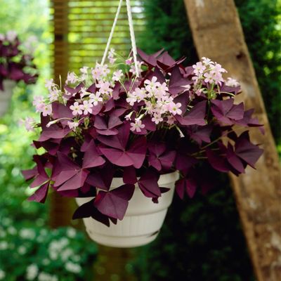 Image showing  Purple Shamrock Oxalis Triangularis Mix Plants, 12 pc. Bulbs