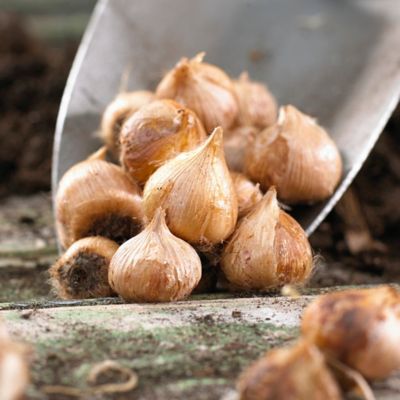 Image showing  Purple Shamrock Oxalis Triangularis Mix Plants, 12 pc. Bulbs
