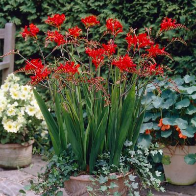 Image showing  Giant Lucifer Crocosmia Plant Mix, 12 Mammoth Bulbs