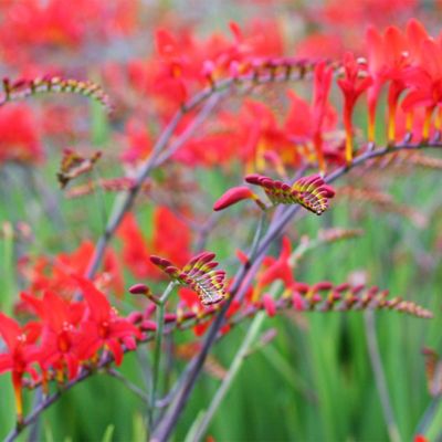 Image showing  Giant Lucifer Crocosmia Plant Mix, 12 Mammoth Bulbs