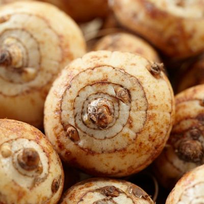 Image showing  Giant Lucifer Crocosmia Plant Mix, 12 Mammoth Bulbs