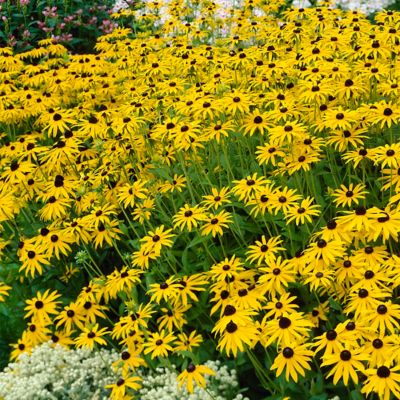 Image showing 1 th Van Zyverden Goldstrum Coneflower Rudbeckia Plant Mix, 5 Roots
