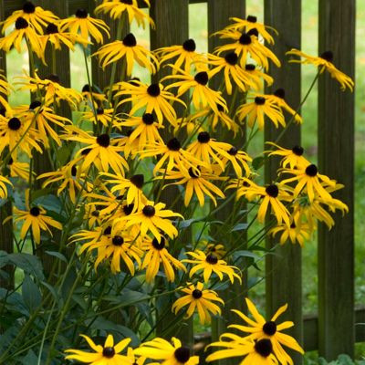 Image showing 3 th Van Zyverden Goldstrum Coneflower Rudbeckia Plant Mix, 5 Roots
