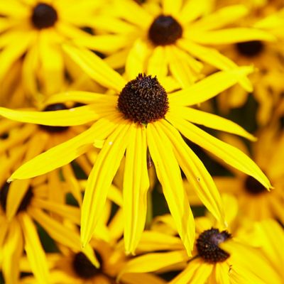 Image showing 4 th Van Zyverden Goldstrum Coneflower Rudbeckia Plant Mix, 5 Roots