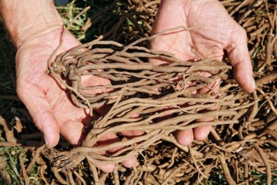 Image showing 5 th Van Zyverden Goldstrum Coneflower Rudbeckia Plant Mix, 5 Roots