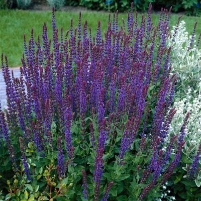 Van Zyverden May Night Salvia Plant Mix, 3 Roots