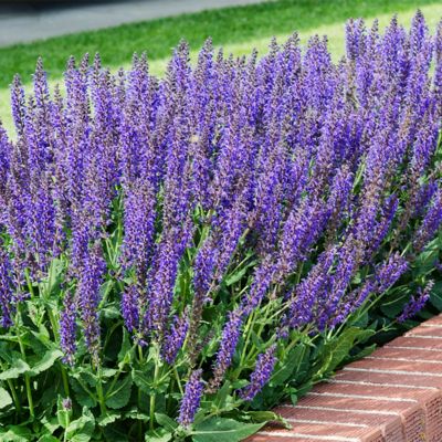 Image showing  May Night Salvia Plant Mix, 3 Roots