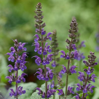 Image showing  May Night Salvia Plant Mix, 3 Roots