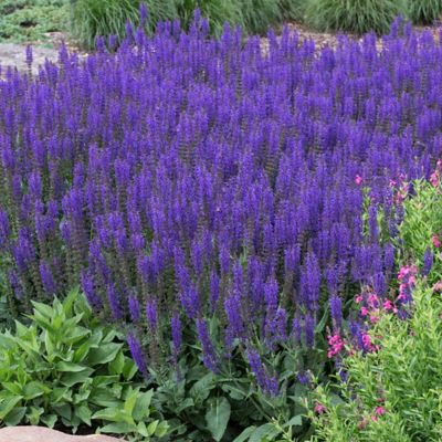 Image showing  May Night Salvia Plant Mix, 3 Roots