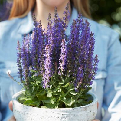 Image showing  May Night Salvia Plant Mix, 3 Roots