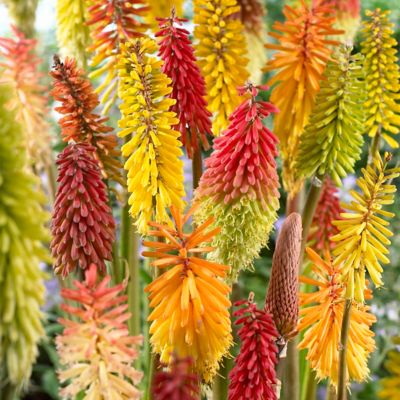 Van Zyverden Red Hot Poker Kniphofia Plant Mix, 5 Roots