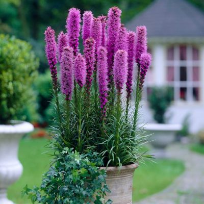 Image showing  Blazing Star Giant Liatris Spicata Plant Mix, 25 Mammoth Bulbs