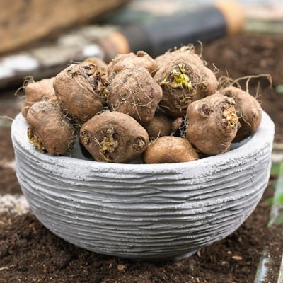 Image showing  Liatris Plant Mix, 25 Roots