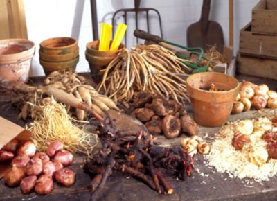 Image showing  Black Gamecock Louisiana Iris Plant Mix, 3 Roots
