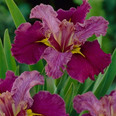 Van Zyverden Jack Attack Louisiana Iris Plant Mix, 3 Roots