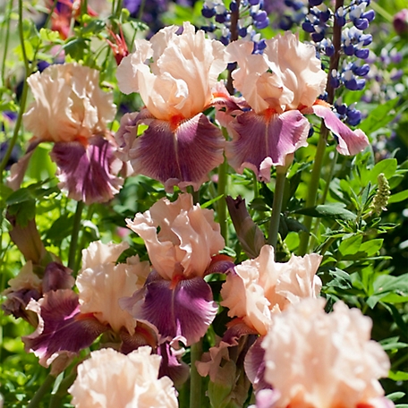 Van Zyverden Cherry Blossom Song Bearded Iris Plant Mix, 3 Roots