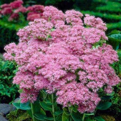 Van Zyverden Brilliant Garden Succulent Sedum Plant Mix, 3 Roots