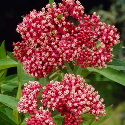 Van Zyverden Incarnata Pink Asclepias Save the Monarchs Plant Mix, 3 Roots