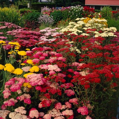 Van Zyverden Achillea Yarrow Mixed Plant Set, 5 Roots