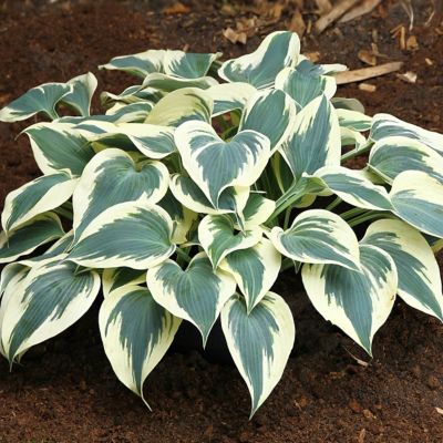 Van Zyverden Firn Line Hosta Plant Mix, 3 Roots