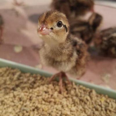 Hoover's Hatchery Live Bobwhite Quail, 30 ct. Baby Chicks