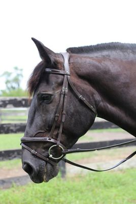 Image showing  Pro Piaffe Mono Crown Bridle with Flash Noseband and Patent Leather/Webbed Rubber Reins/Leather Stops
