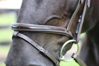 Image showing  Pro Piaffe Mono Crown Bridle with Flash Noseband and Patent Leather/Webbed Rubber Reins/Leather Stops