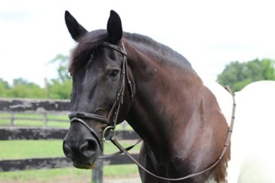 Image showing  Pro Piaffe Mono Crown Bridle with Flash Noseband and Patent Leather/Webbed Rubber Reins/Leather Stops