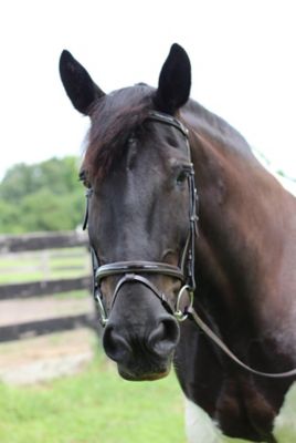 Image showing  Pro Piaffe Mono Crown Bridle with Flash Noseband and Patent Leather/Webbed Rubber Reins/Leather Stops
