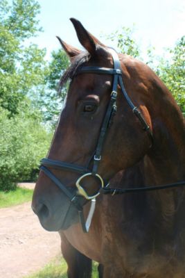 Image showing  Pro Padded Dressage Bridle with Flash and Web Reins