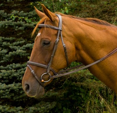 Image showing  Pro Mono Crown Bridle with Flash and Rubber Reins