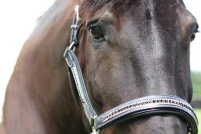 Image showing  Padded Jewel Horse Halter