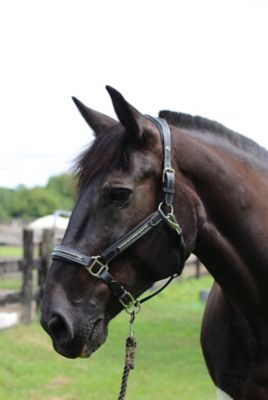 Image showing  Padded Jewel Horse Halter