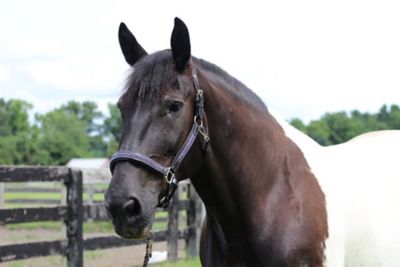 Henri de Rivel Padded Jewel Horse Halter