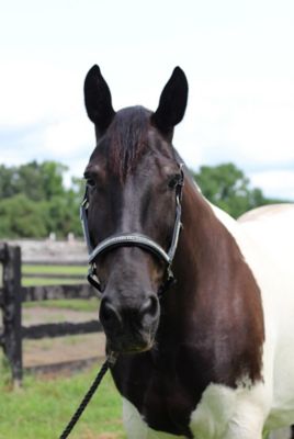 Image showing  Padded Jewel Horse Halter