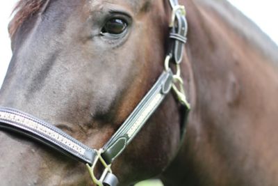 Image showing  Padded Jewel Horse Halter