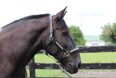 Image showing  Padded Jewel Horse Halter