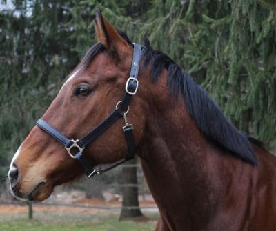 Henri de Rivel Leather Everyday Horse Halter