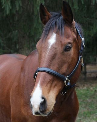 Image showing  Everyday Leather Horse Halter