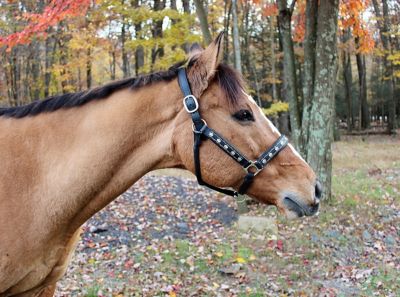 Henri de Rivel Leather Royal Embroidered Horse Halter