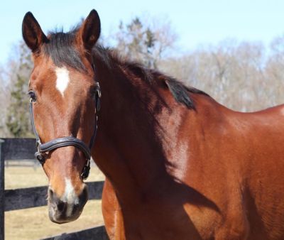 Image showing  Kushy Leather Horse Halter