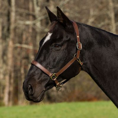 Image showing  Pro Fancy Padded Rolled Throat Triple-Stitched Leather Horse Halter