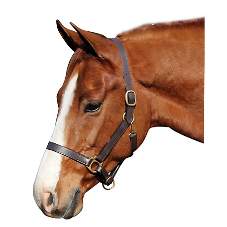 Henri de Rivel Leather Advantage Horse Halter