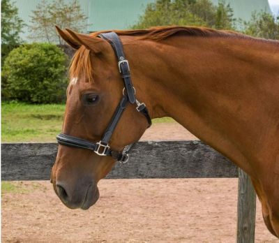 Image showing  Stress-Free Leather Horse Halter with Fancy Contrast Stitching