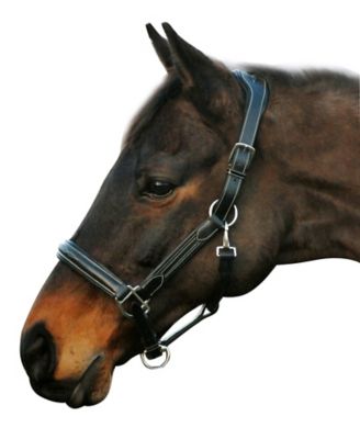 Henri de Rivel Stress-Free Leather Horse Halter with Fancy Contrast Stitching