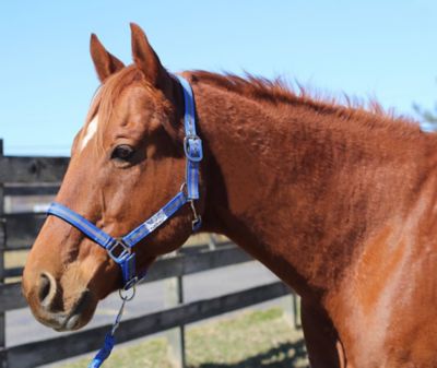 TuffRider Nylon Breakaway Horse Halter with Lead