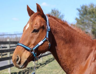 TuffRider Nylon Breakaway Horse Halter with Lead