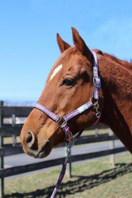 TuffRider Nylon Breakaway Horse Halter with Lead