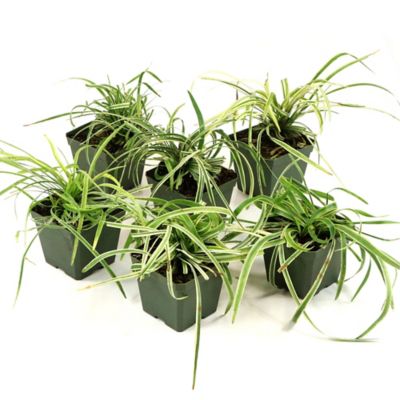 Image showing  4 in. Potted Variegated Liriope Plant, 6 pc.