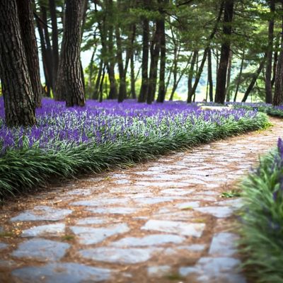 Image showing  4 in. Potted Variegated Liriope Plant, 6 pc.